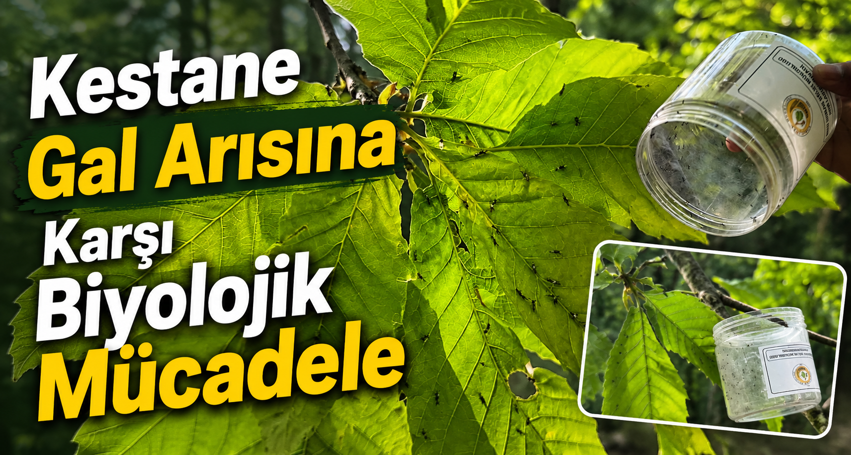 Kestane Gal Arısına Karşı Biyolojik Mücadele