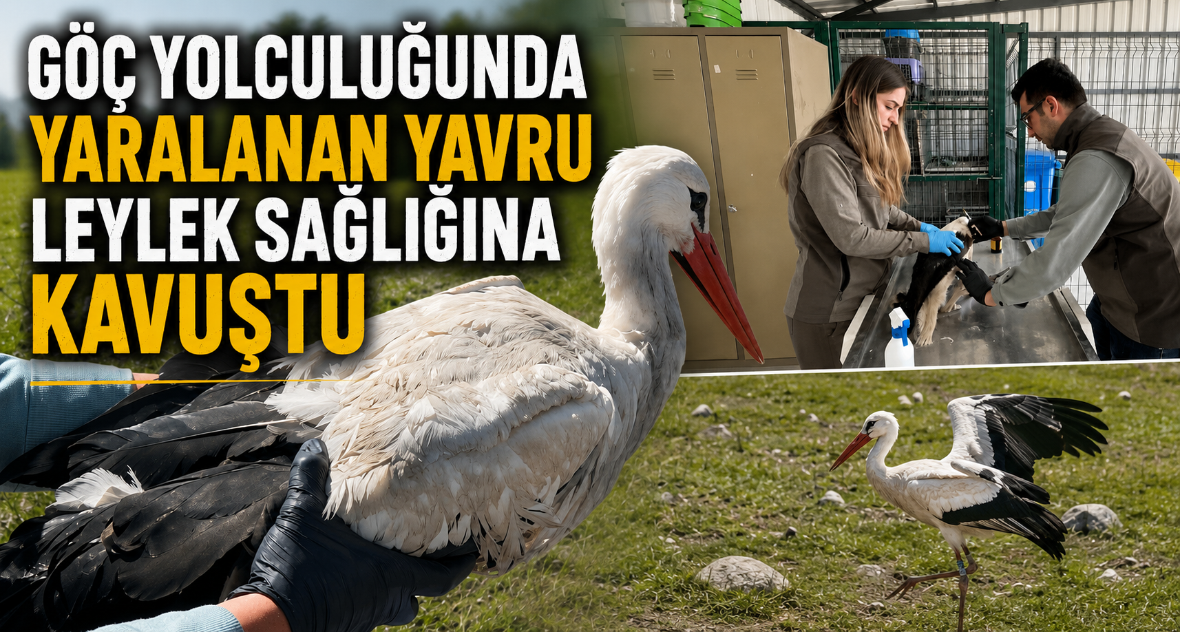 Göç Yolculuğunda Yaralanan Yavru Leylek Sağlığına Kavuştu