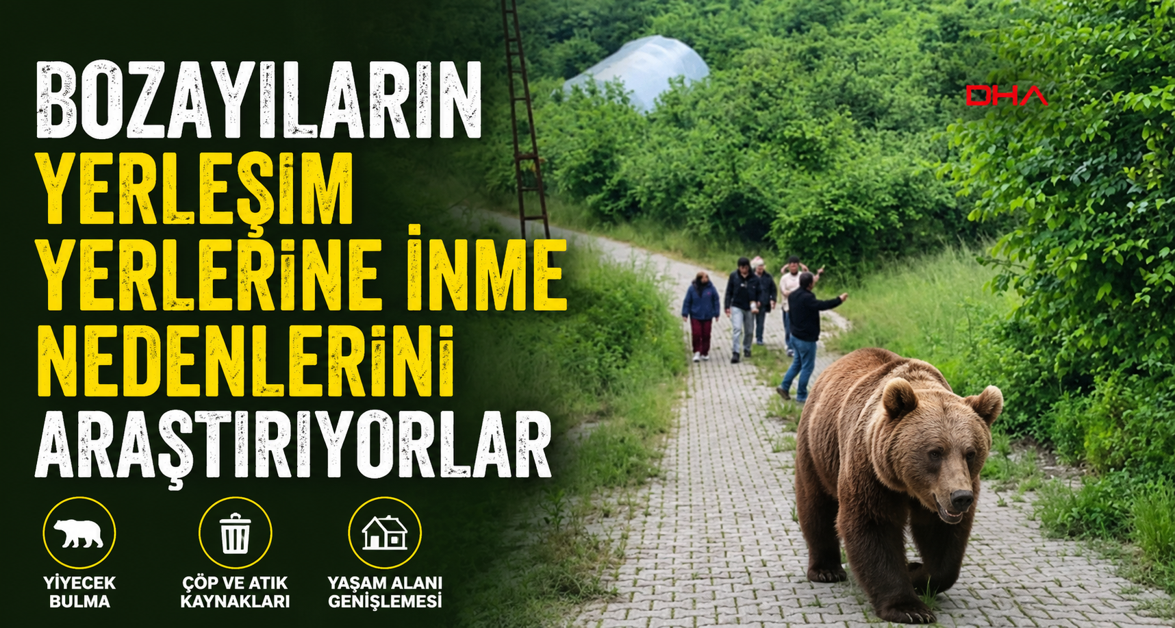 Bozayıların yerleşim yerlerine inme nedenlerini araştırıyorlar