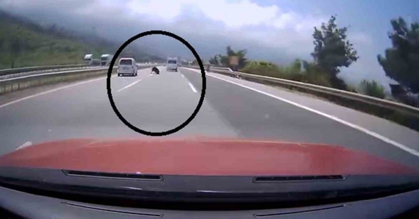 Otobanda yola fırlayan angus korku dolu anlar yaşattı