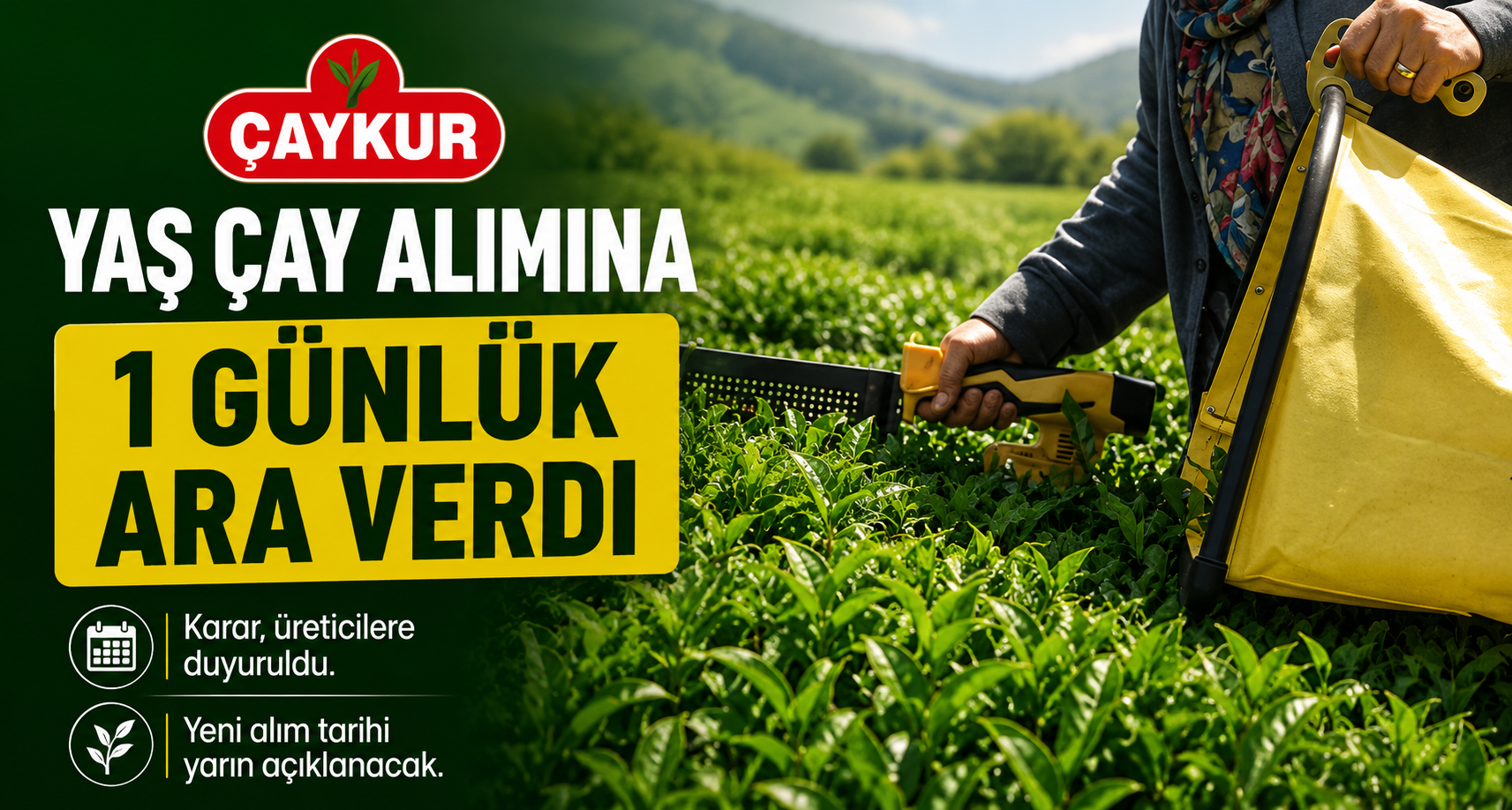 ÇAYKUR yaş çay alımına 1 günlük ara verdi