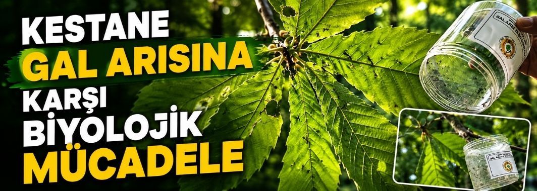 Kestane Gal Arısına Karşı Biyolojik Mücadele