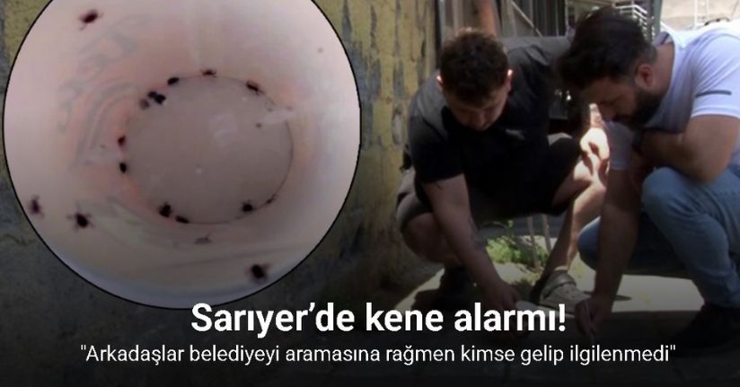 Sarıyer’de kene alarmı, tedirgin olan mahalleli