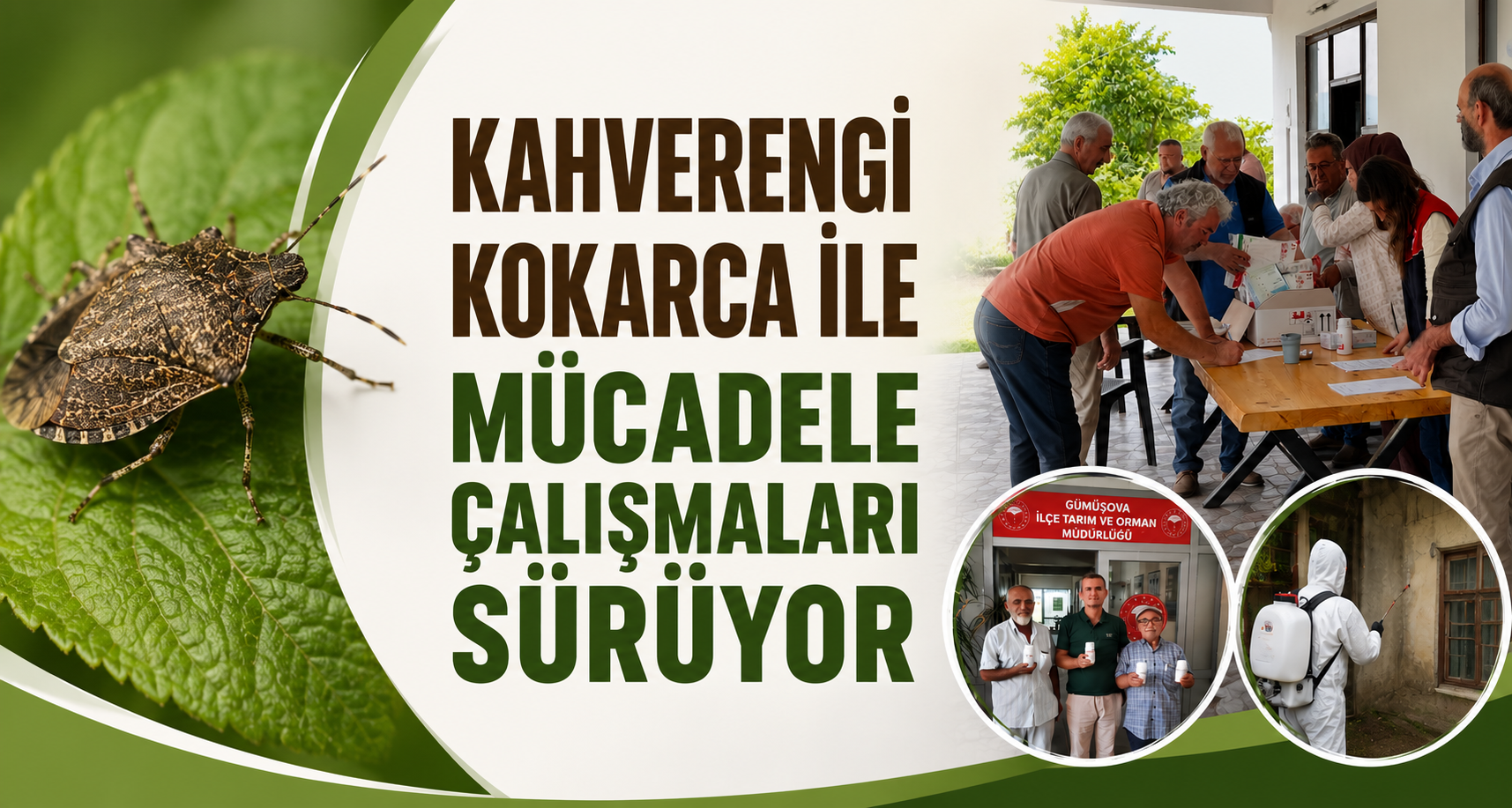 Kahverengi Kokarca ile Mücadele Çalışmaları Sürüyor