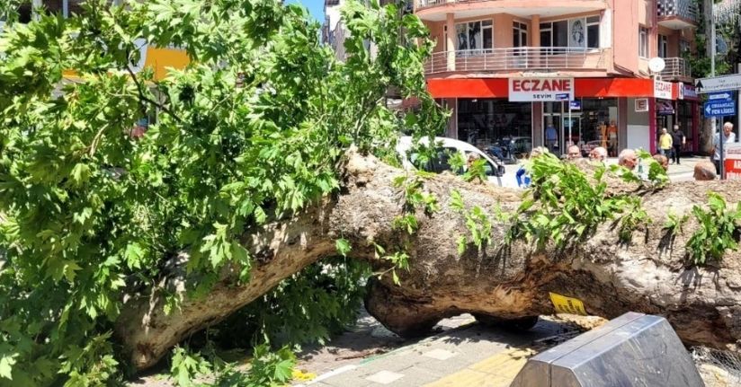 Bursa’da faciadan dönüldü...Asırlık çınar yola devrildi
