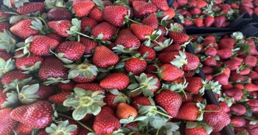 Antalya'da çilekte son hasat zamanı