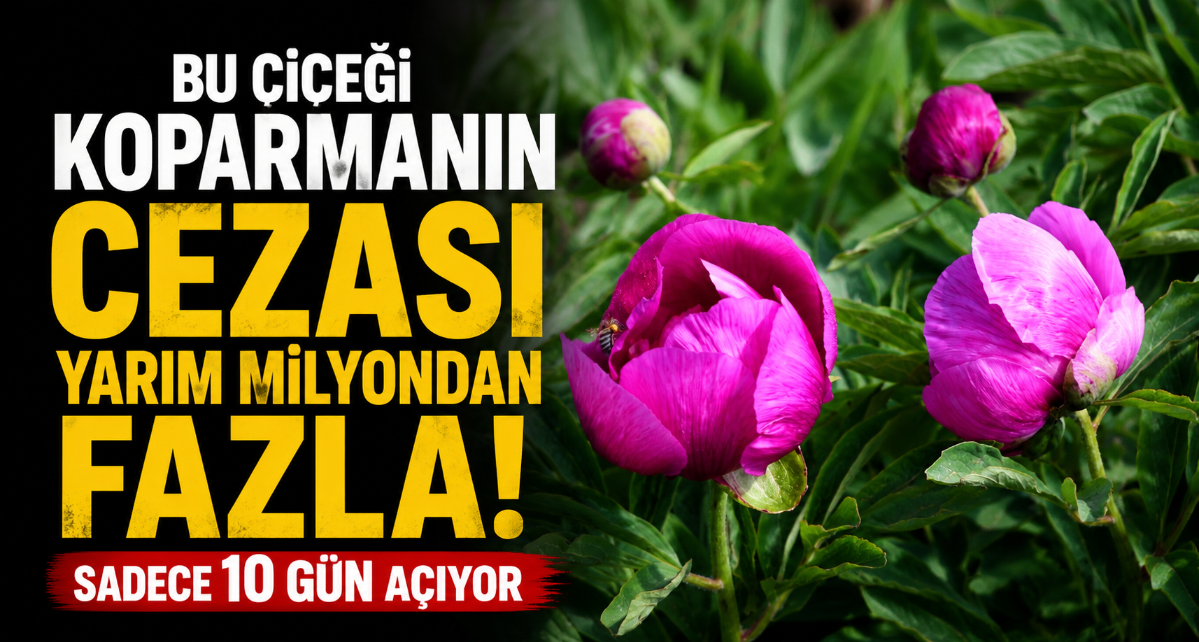 Bu çiçeği koparmanın cezası yarım milyondan fazla: Sadece 10 gün açıyor