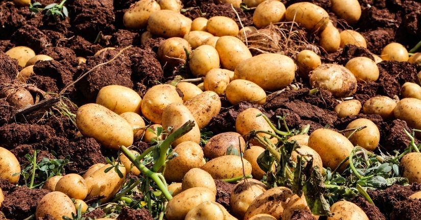 Adana’da patates hasadı; tarlada kilosu 20 TL'ye düştü