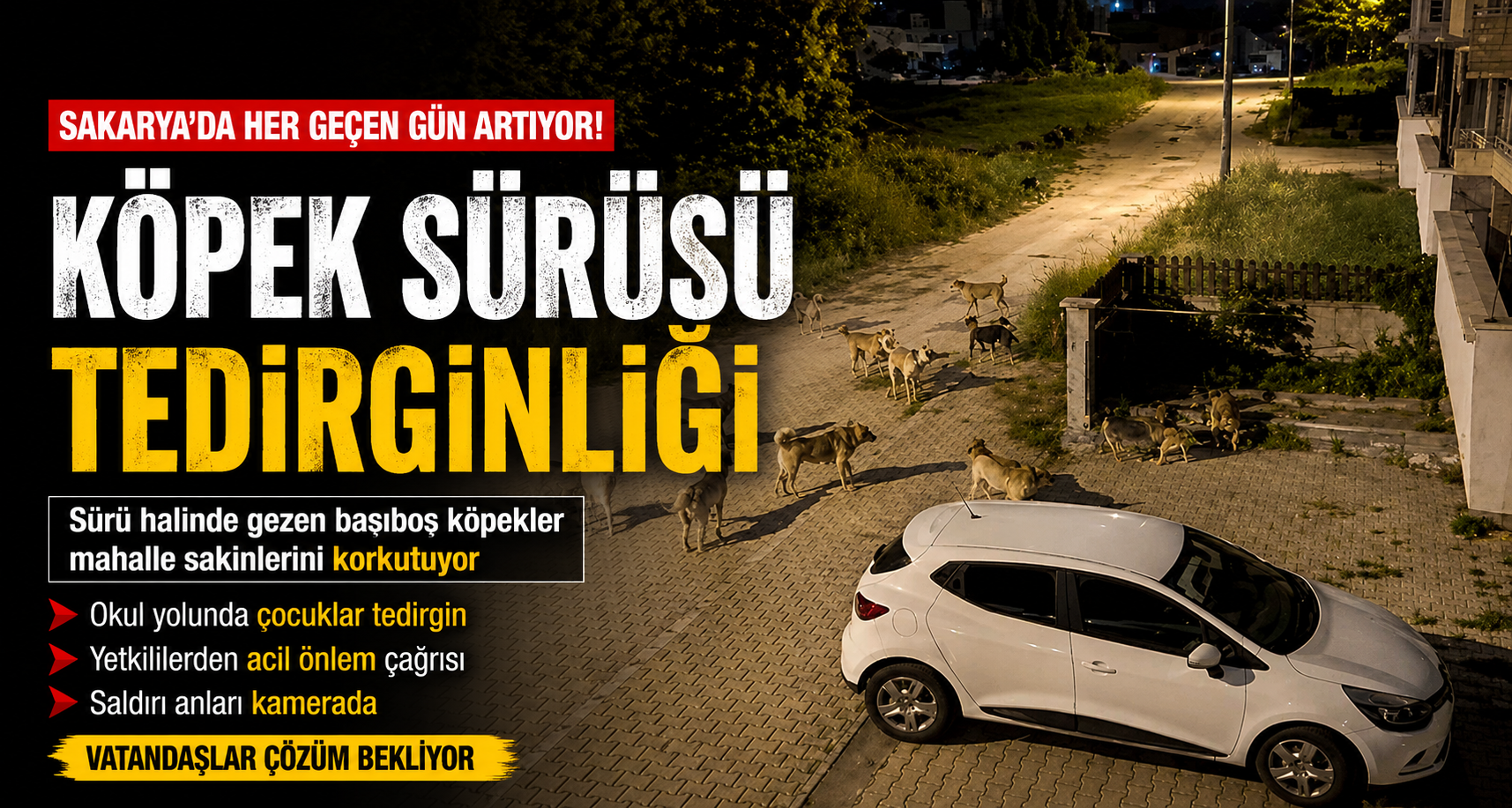 Köpek sürüsü tedirginliği