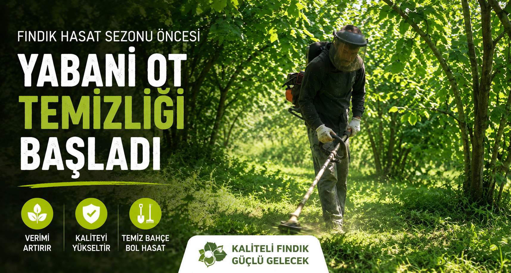 Fındık hasat sezonu öncesi yabani ot temizliği başladı