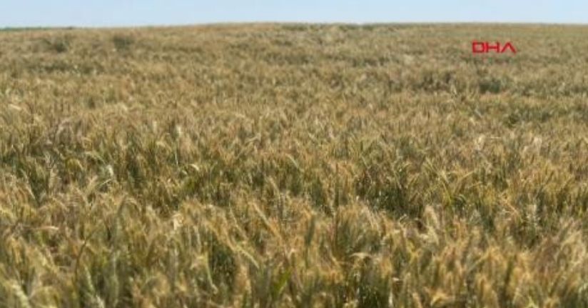 Edirne'de son yağışlarla buğdayda verim beklentisi arttı