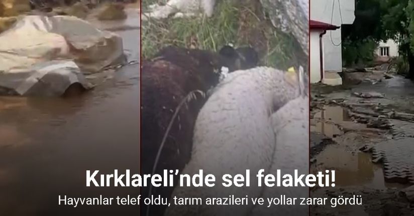 Kırklareli’nde şiddetli yağışta hayvanlar telef oldu, tarım arazileri zarar gördü