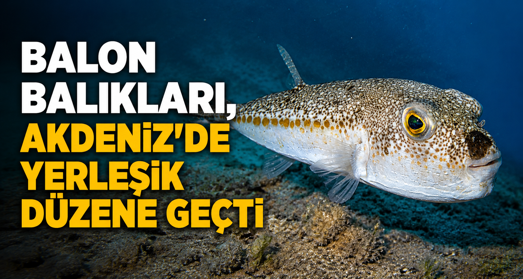 'Balon balıkları, Akdeniz'de yerleşik düzene geçti'