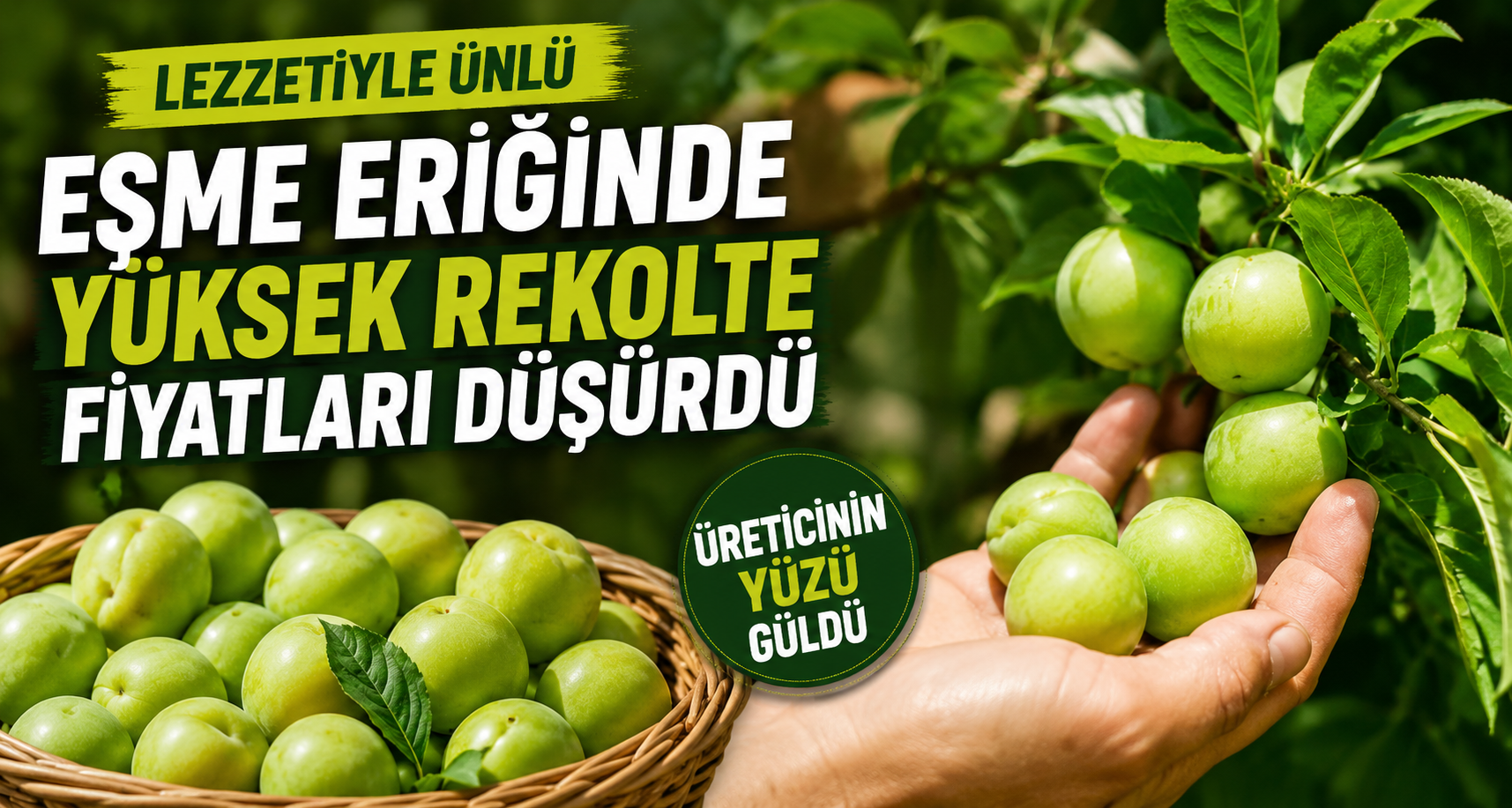 Lezzetiyle ünlü Eşme eriğinde yüksek rekolte fiyatları düşürdü