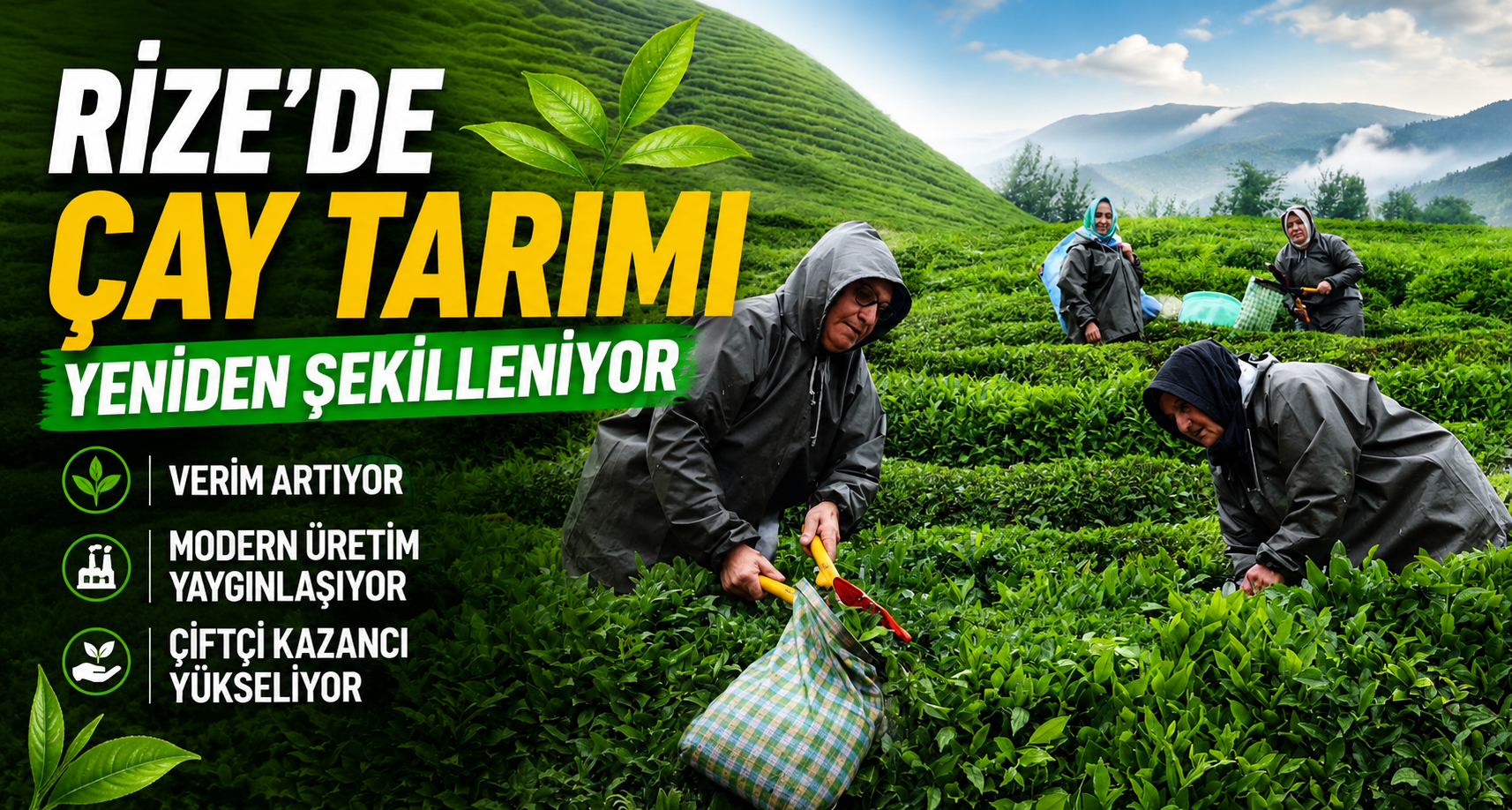 Rize’de çay tarımı yeniden şekilleniyor