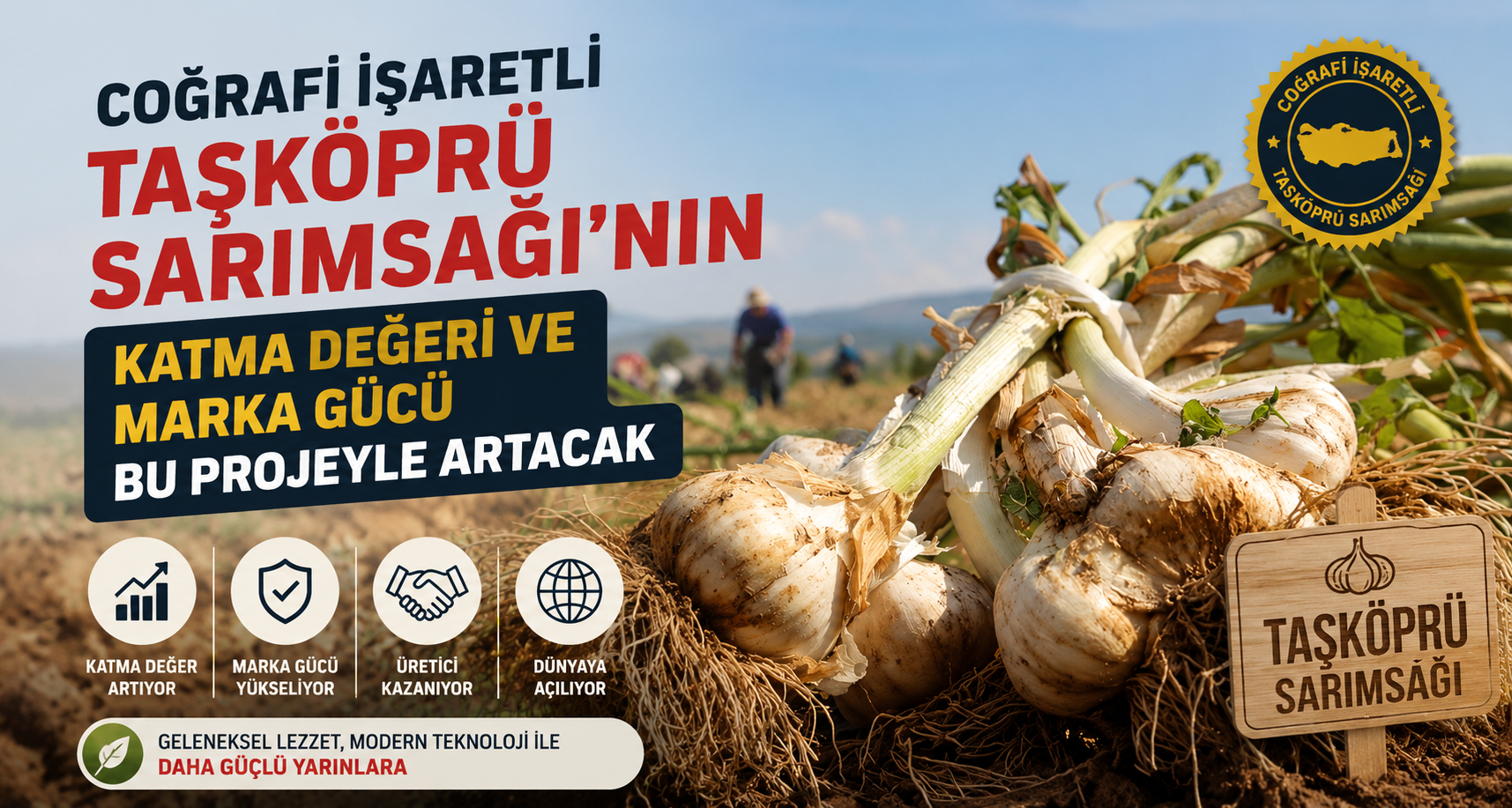 Coğrafi işaretli Taşköprü sarımsağının katma değer ve marka gücü bu projeyle artacak