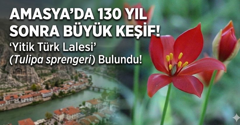 Amasya’da 130 yıldır aranan ’yitik Türk lalesi’ bulundu