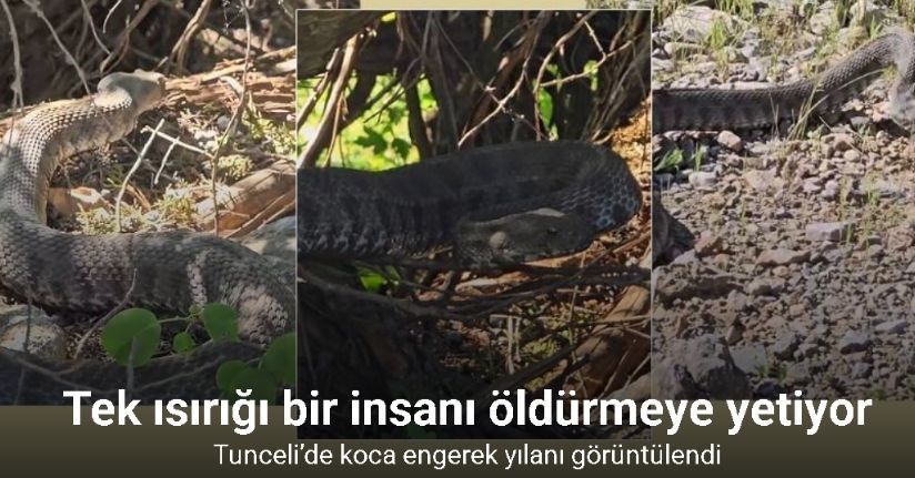 Tek ısırığı bir insanı öldürmeye yetiyor: Tunceli’de koca engerek yılanı görüntülendi