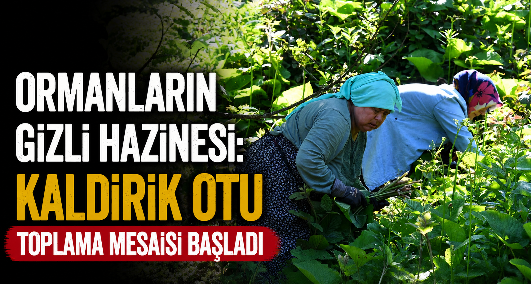 Ormanların gizli hazinesi: Kaldirik otu toplama mesaisi başladı