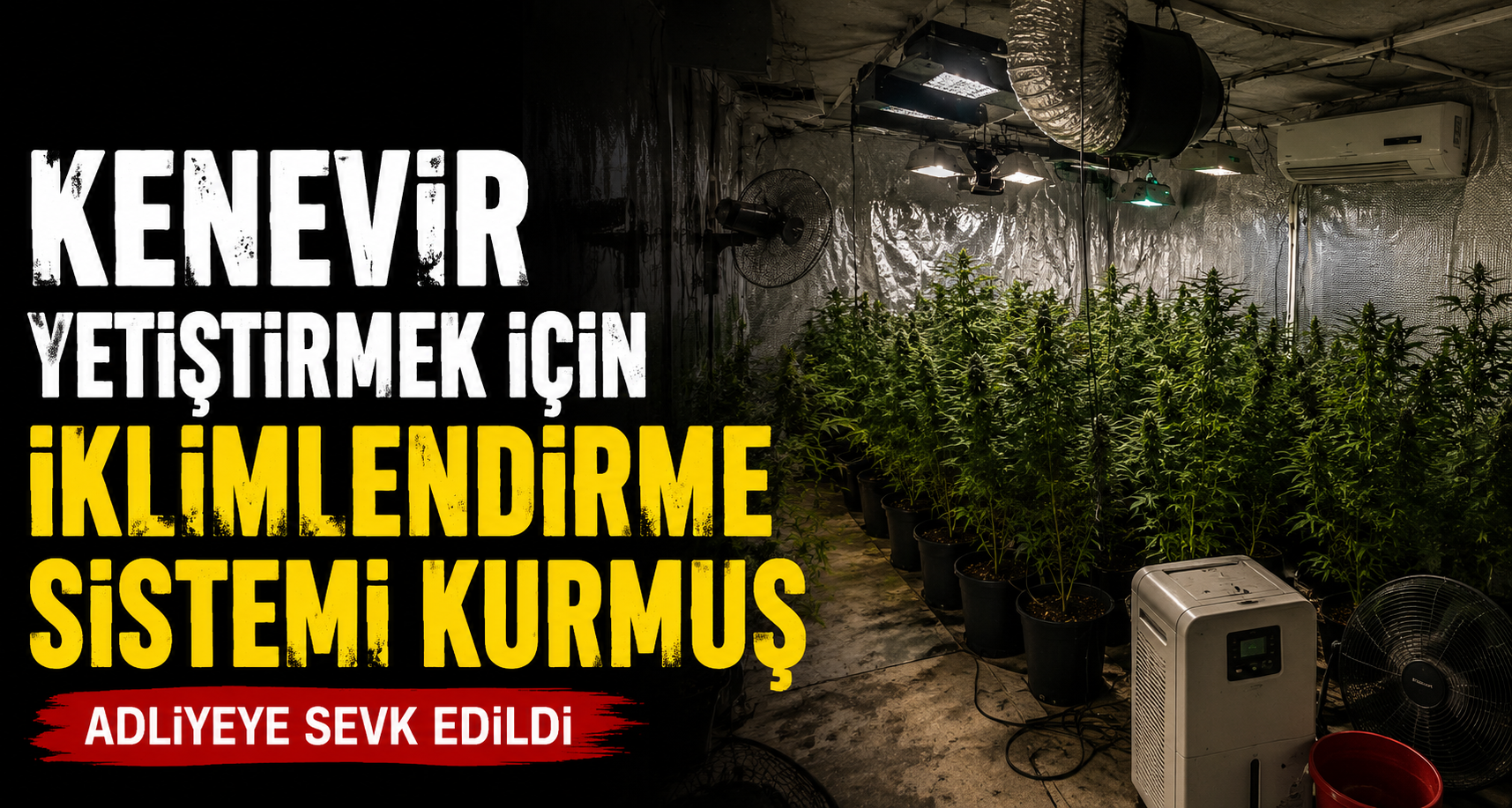 Kenevir yetiştirmek için iklimlendirme sistemi kurmuş