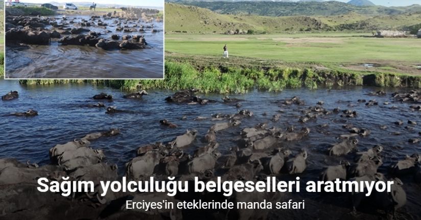 Erciyes’in eteklerinde manda safari