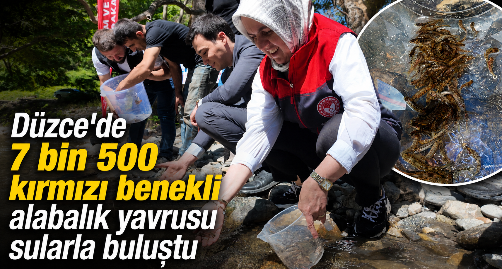 Düzce'de 7 Bin 500 Kırmızı Benekli Alabalık Yavrusu Sularla Buluştu