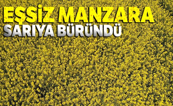 Marmara'da tarlalar sarıya büründü