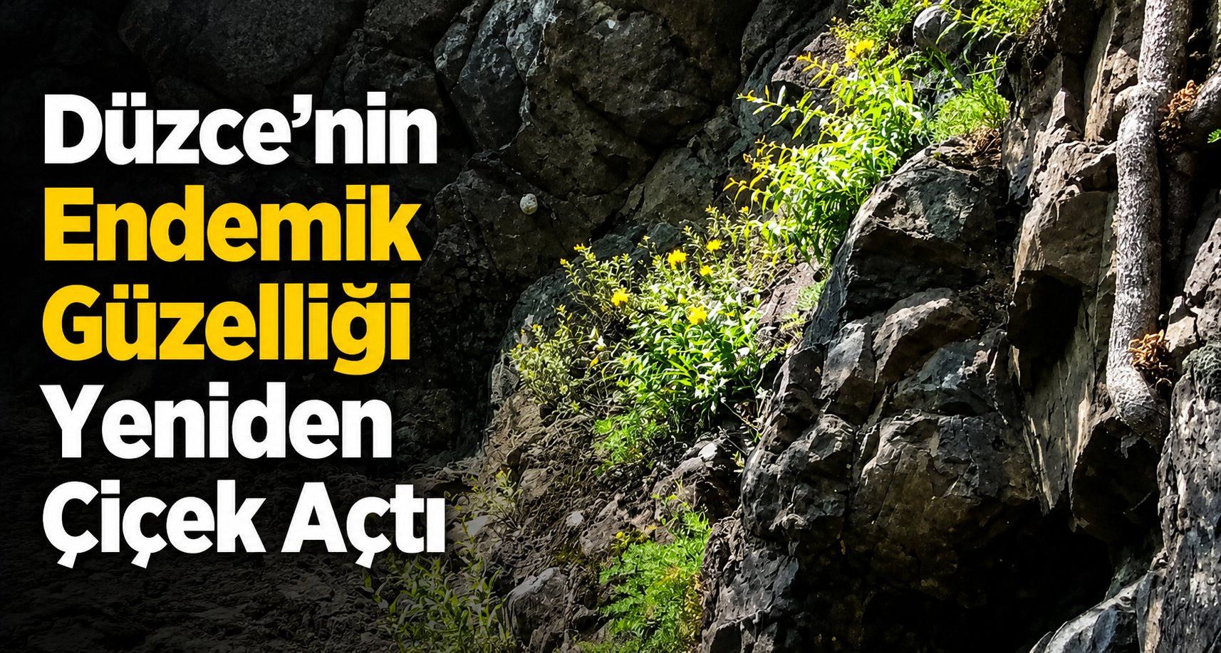 Düzce’nin Endemik Güzelliği Yeniden Çiçek Açtı