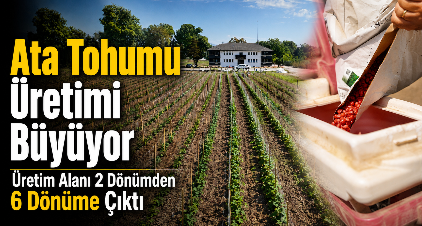 Üretim Alanı 2 Dönümden 6 Dönüme Çıktı