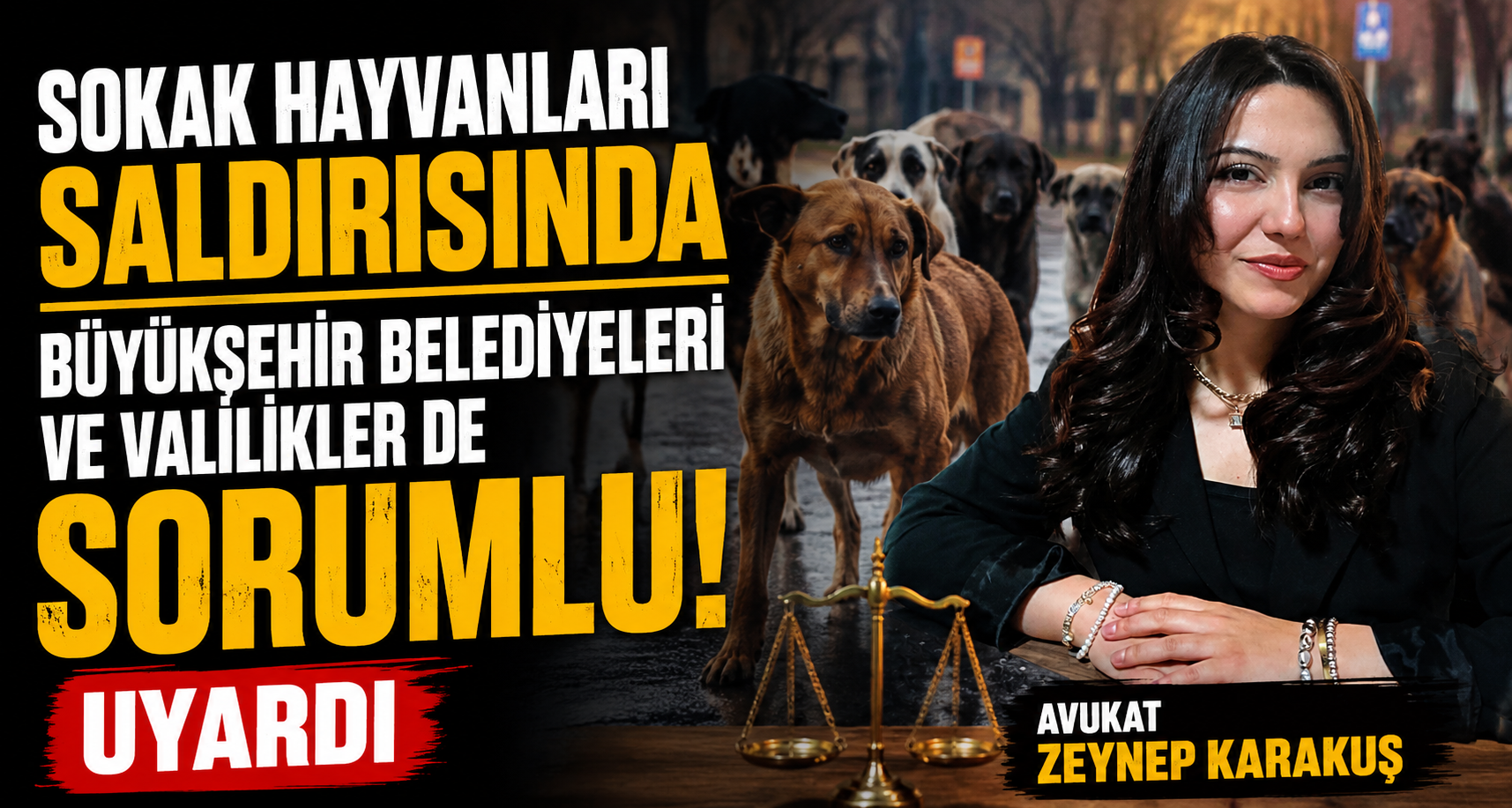 Sokak hayvanları saldırısında büyükşehir belediyeleri ve valilikler de sorumlu