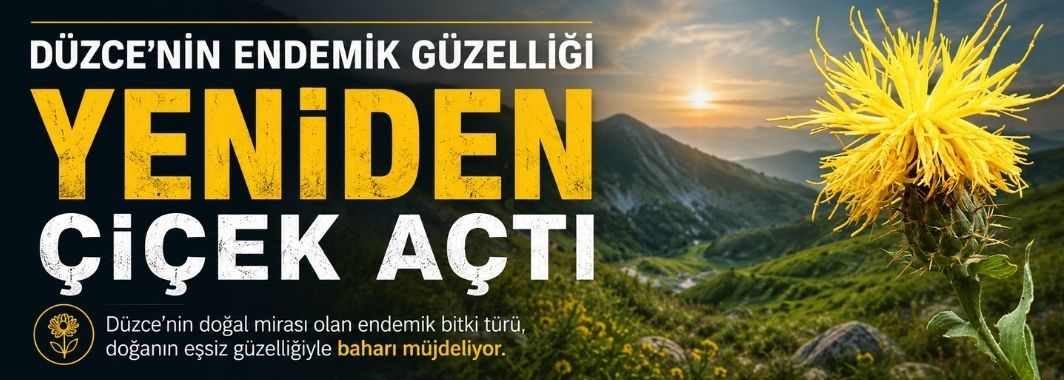 Düzce’nin Endemik Güzelliği Yeniden Çiçek Açtı