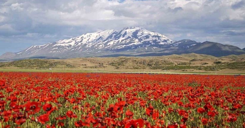 Gülistan Ovası gelinciklerle kırmızıya büründü