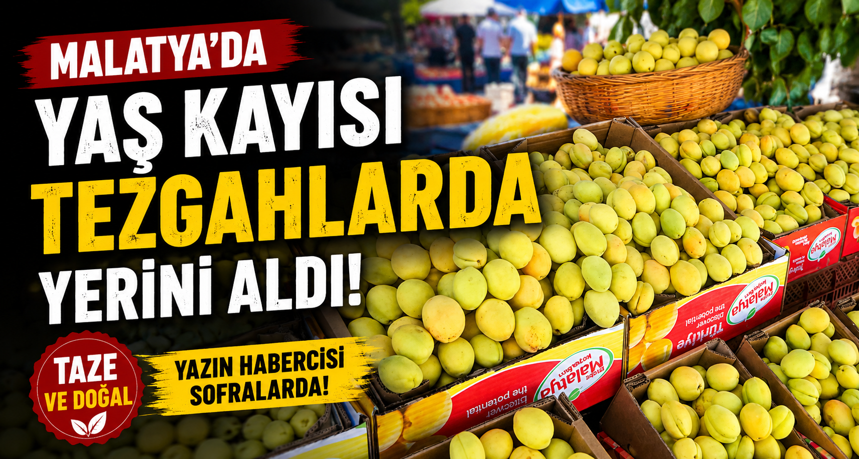 Malatya’da yaş kayısı tezgahlarda yerini aldı