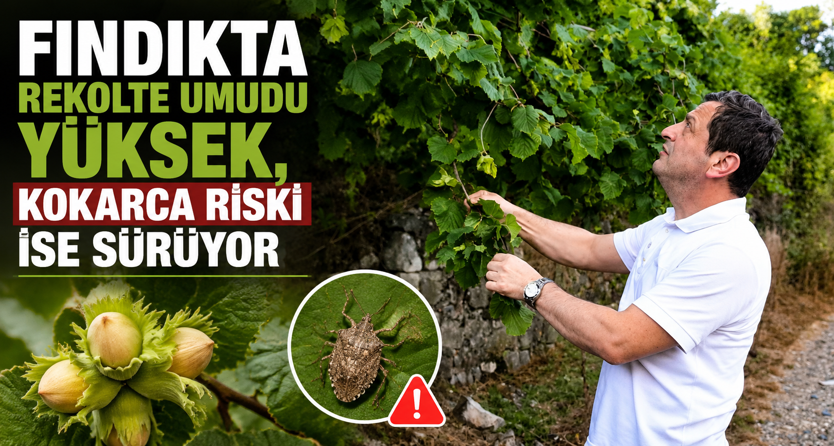 Fındıkta rekolte umudu yüksek, kokarca riski ise sürüyor