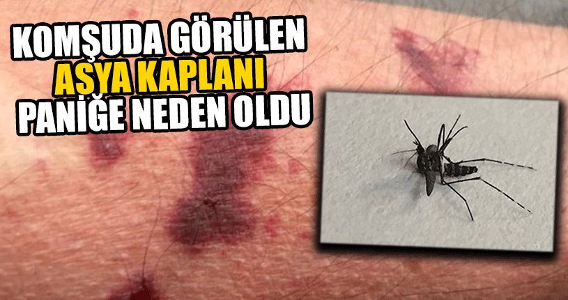 Komşuda Görülen Asya Kaplanı Panik Yarattı