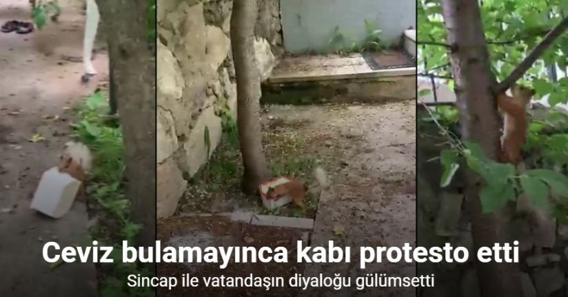 Ceviz bulamayınca kabı protesto etti: Sincap ile vatandaşın diyaloğu gülümsetti