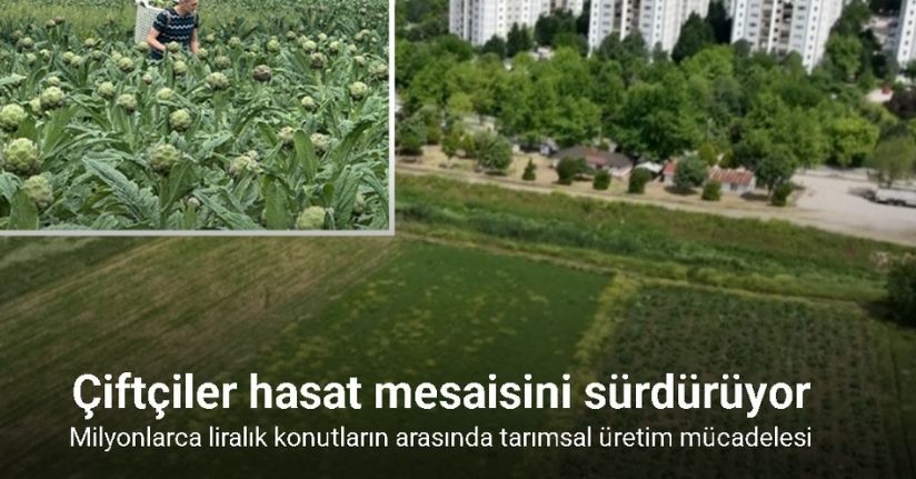 Milyonlarca liralık konutların arasında tarımsal üretim mücadelesi