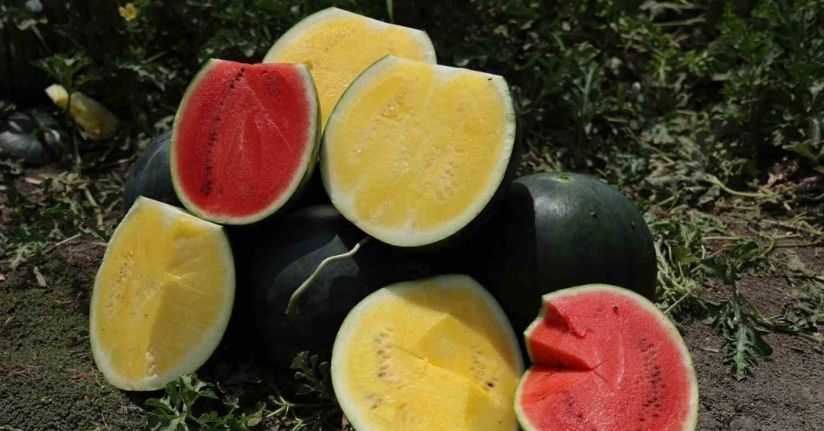 Bu karpuzu görenler hayrete düşüyor: kabuğu yeşil, içi sarı