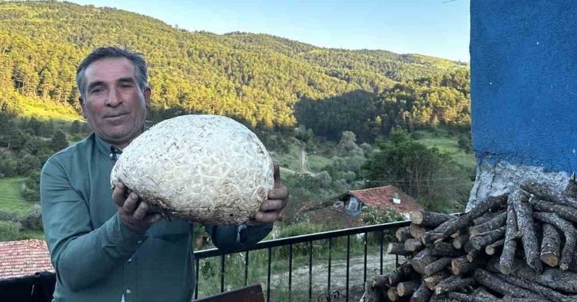Vatandaşın bulduğu 5 kiloluk mantar şaşırttı