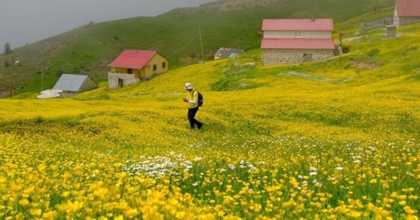 Gümüşhane yaylaları çiçek tarlasına dönüştü