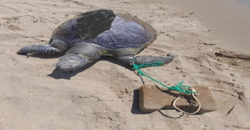 İzmir'de yüzgecine parke taşı bağlanmış ölü deniz kaplumbağası kıyıya vurdu