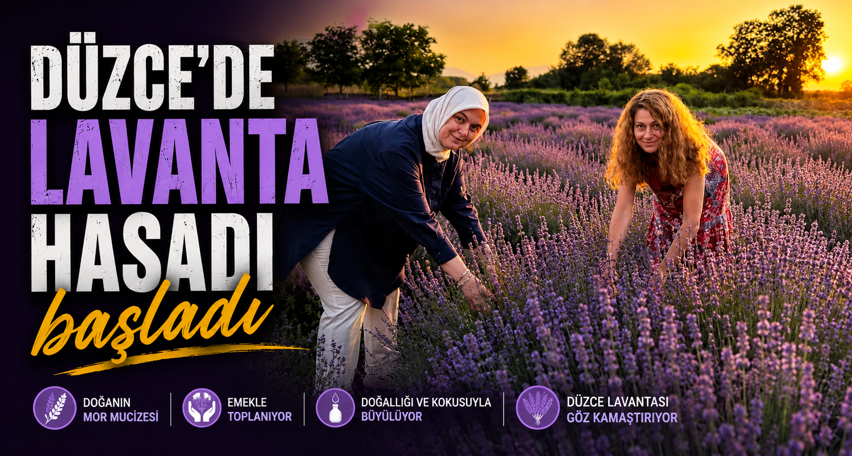 Düzce’de lavanta hasadı başladı