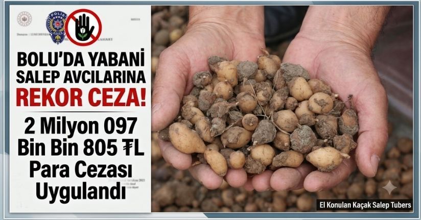 Bolu’da yabani salep toplayan 3 kişiye rekor ceza: 2 milyon 97 bin TL