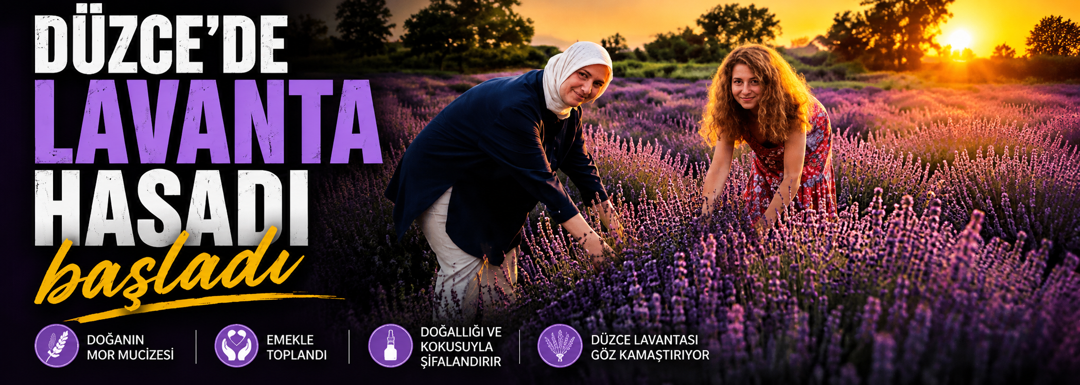Düzce’de lavanta hasadı başladı