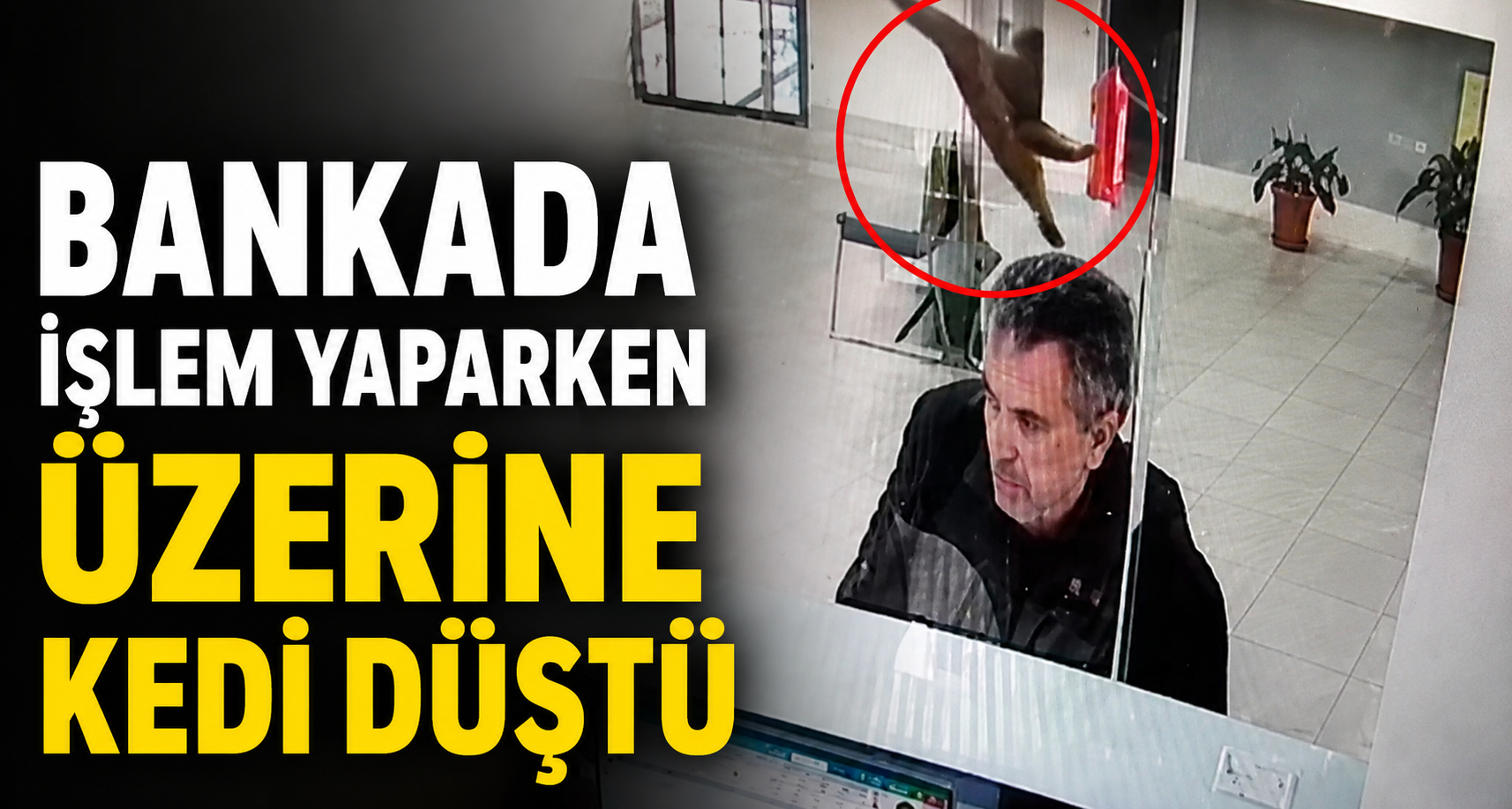 Bankada İşlem Yaparken Üzerine Kedi Düştü