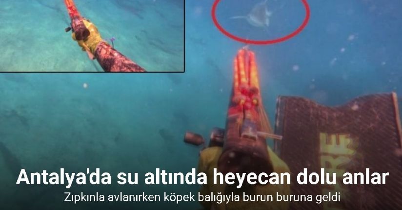 Dalış yaparken burun buruna geldiği köpek balığını, zıpkınla korkutmaya çalıştıDalış yaparken burun buruna geldiği köpek balığını, zıpkınla korkutmaya çalıştı