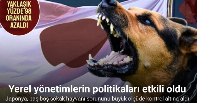 Japonya, başıboş sokak hayvanı sorununu büyük ölçüde kontrol altına aldı