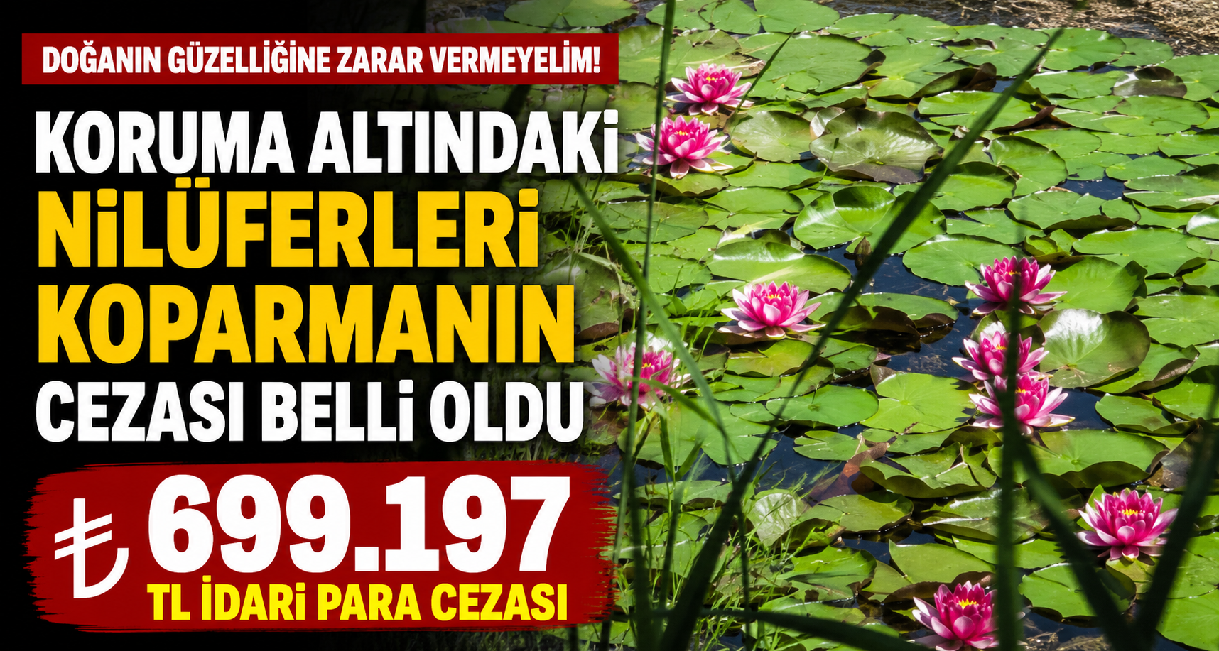 Koruma altındaki nilüferleri koparmanın cezası 699 bin 197 TL