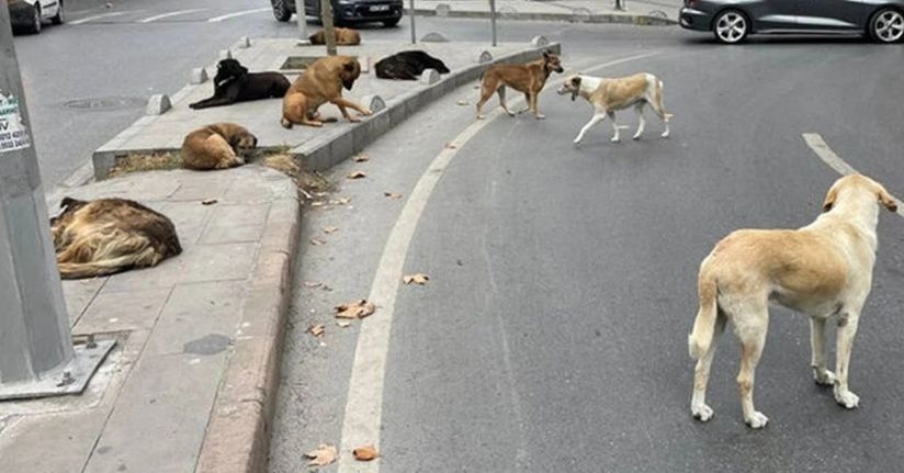 Ankara Valisi Canbolat 52 bin sahipsiz köpeğin toplandığını açıkladı