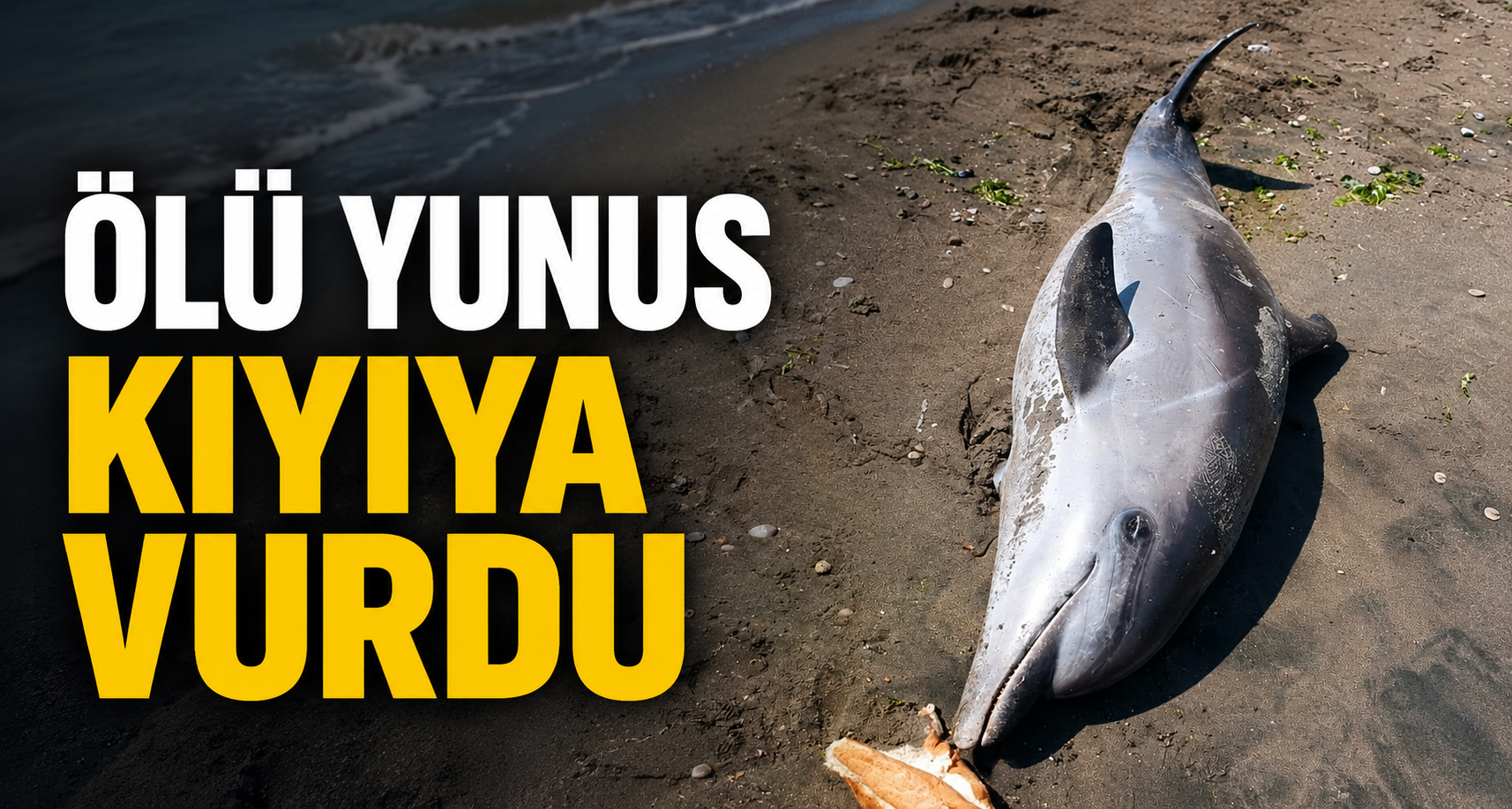 Düzce'de ölü yunus kıyıya vurdu